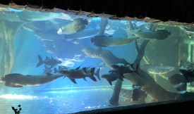 活性炭在水族館中可用多長時間？